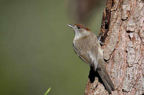 Beautifully sonorous blackcaps have discovered the key to a comfortable life
