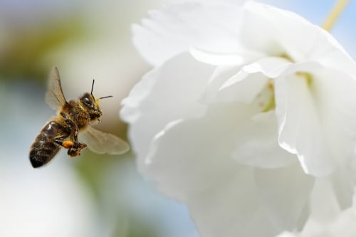 Pollination: How to bringing the buzz back into our countryside, towns and cities