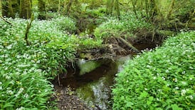 Ireland has a dismal amount of tree cover but ‘wild’ is partly between our ears
