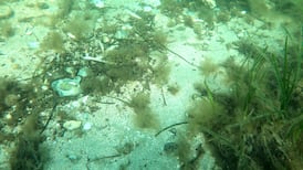 Shellfish dredging wiping out key carbon-catching seagrass meadows, Coastwatch warns