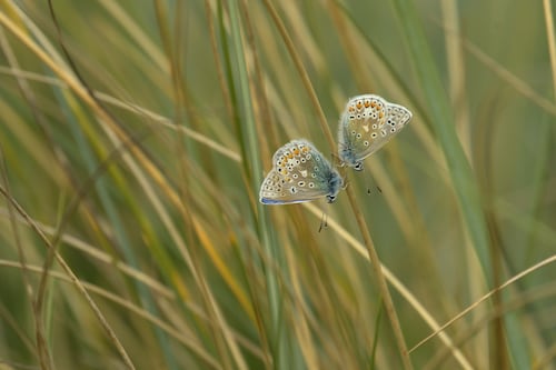 How can businesses change their business model to support biodiversity?