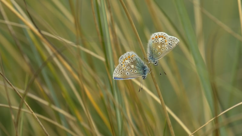 How can businesses change their business model to support biodiversity?